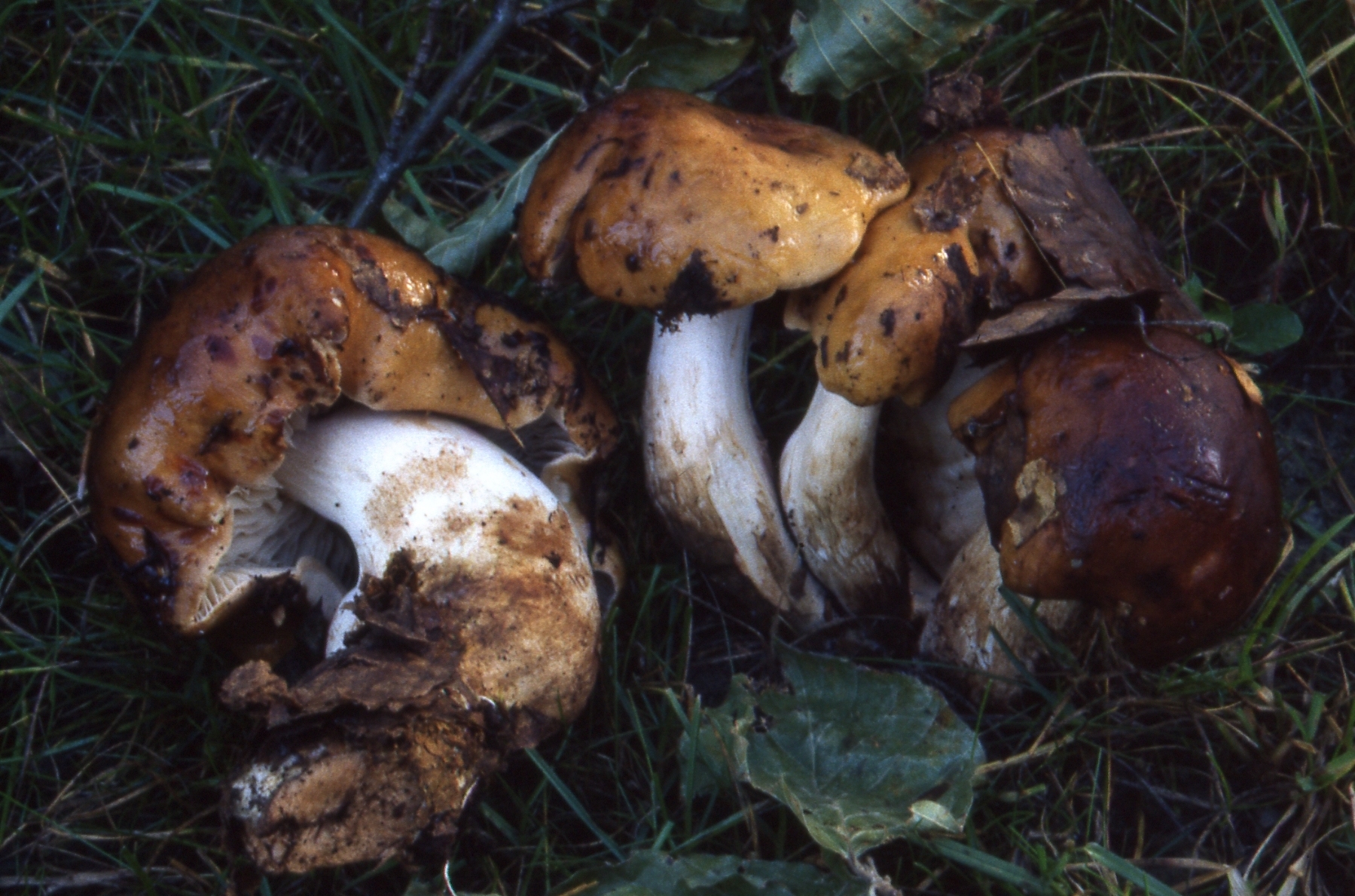 Tricholoma pessundatum (Fr.: Fr.) Quél.