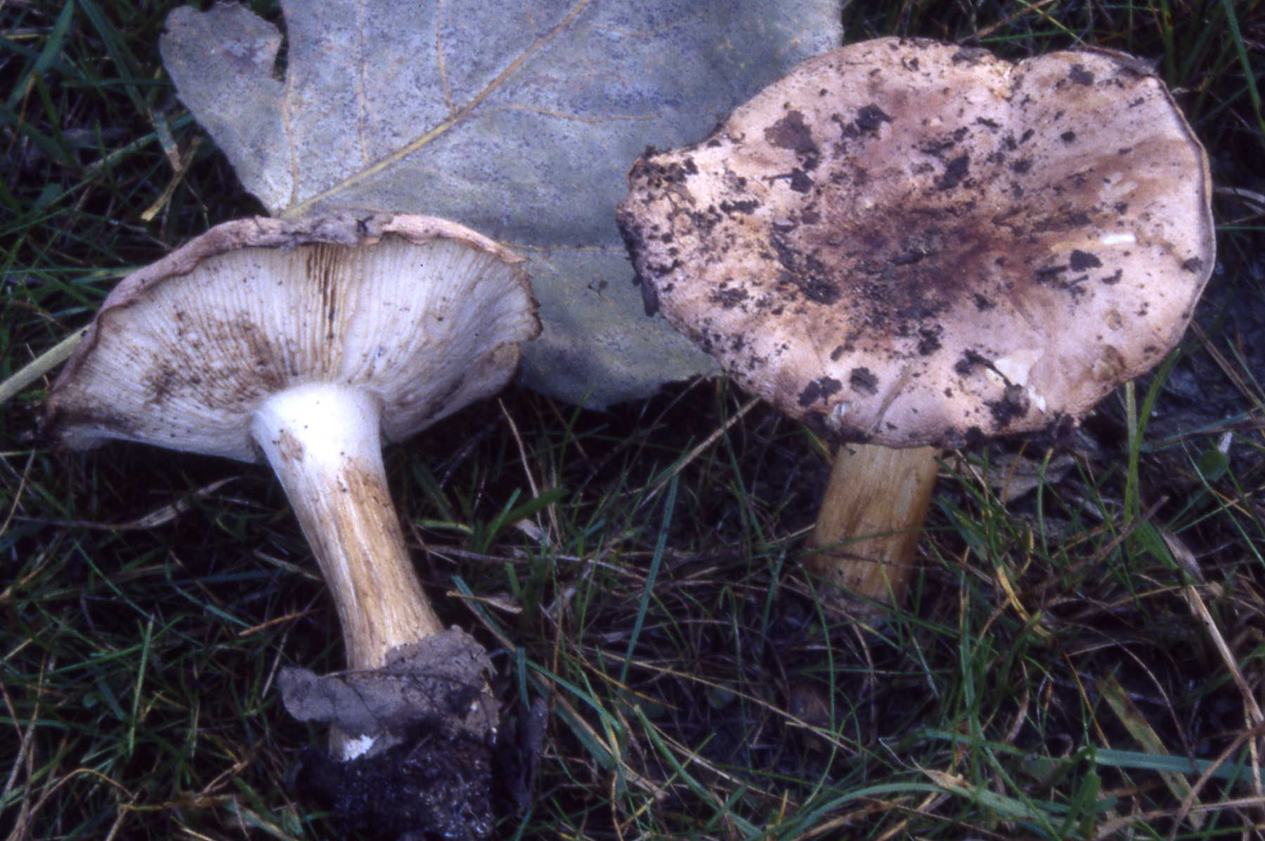 Tricholoma populinum J.E.Lange
