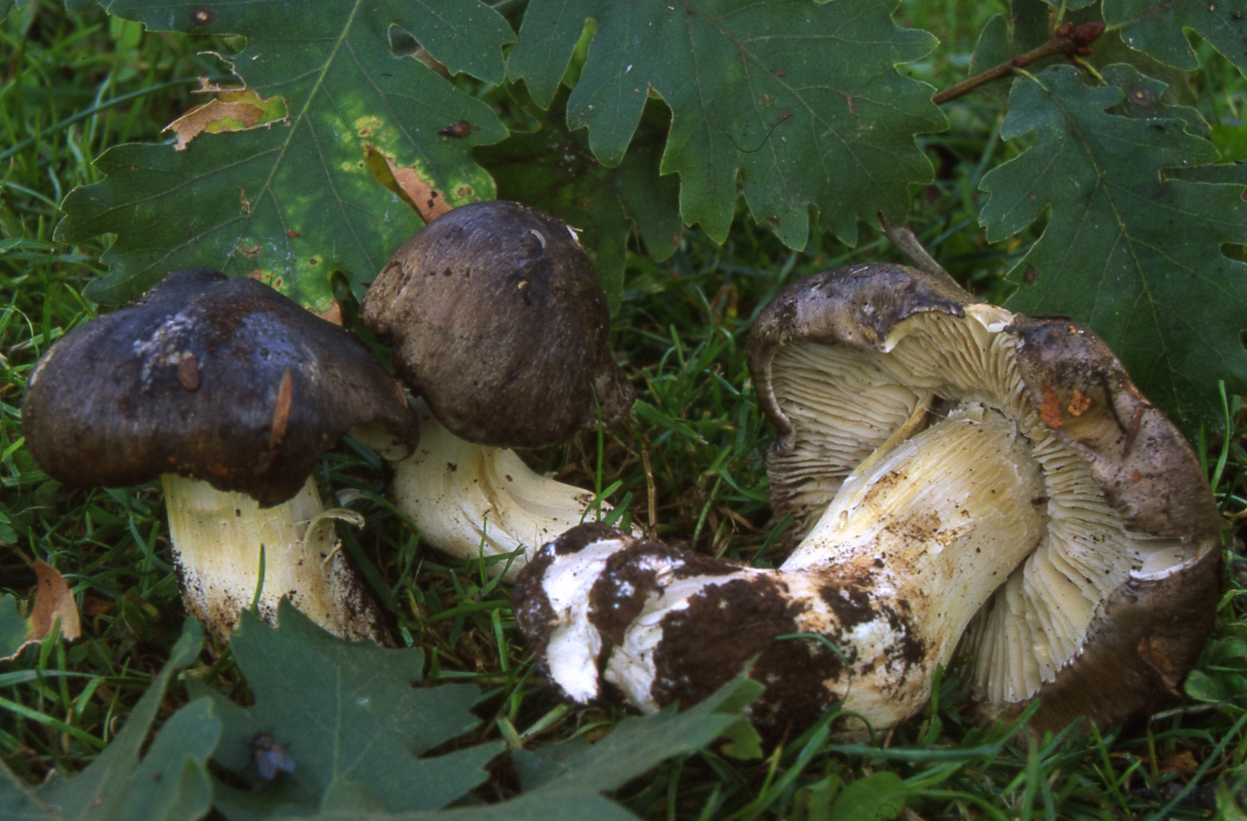 Tricholoma portentosum (Fr.:Fr.) Quél.