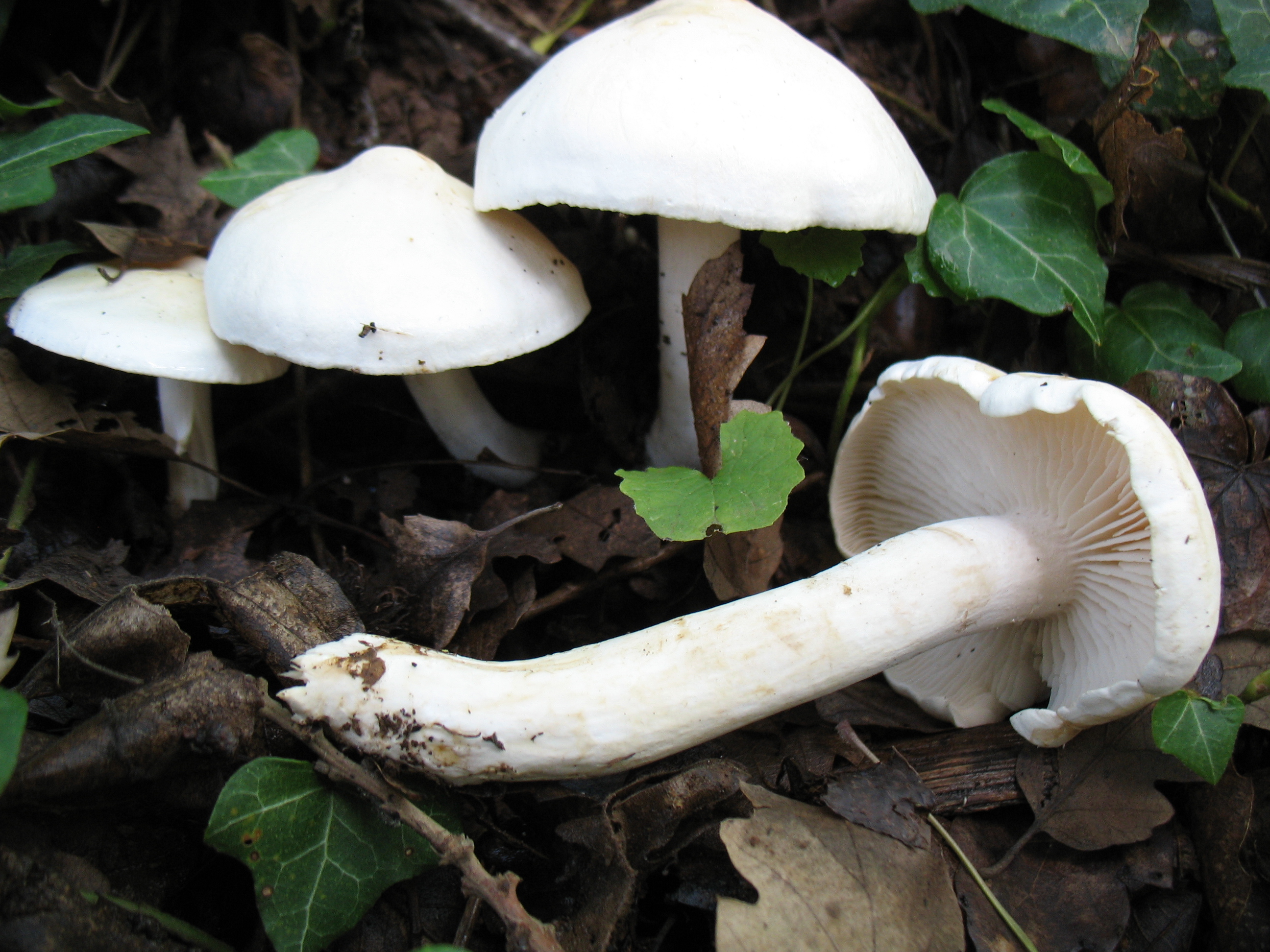 Tricholoma stiparophyllum Fr. & N.Lund = T. pseudoalbum Bon