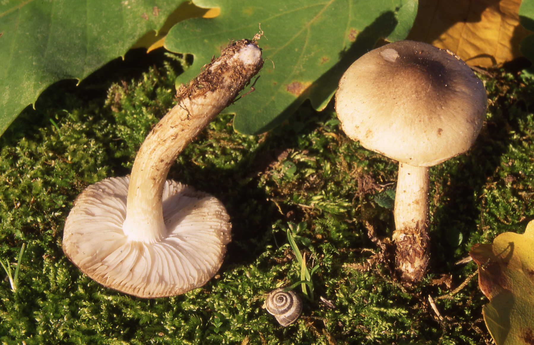 Tricholoma saponaceum (Fr) P.Kumm.