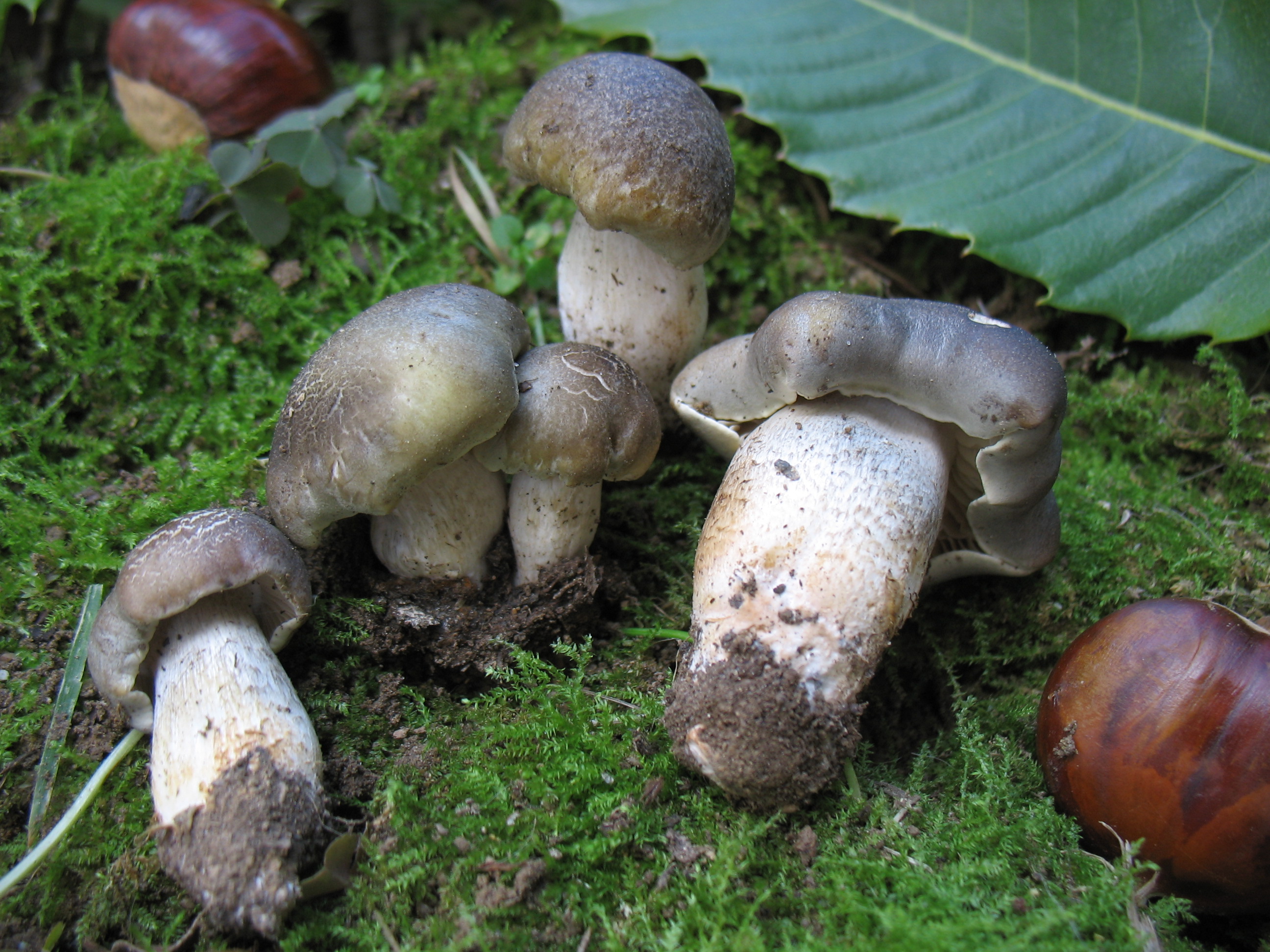 Tricholoma saponaceum v. squamosum (Cooke) Rea