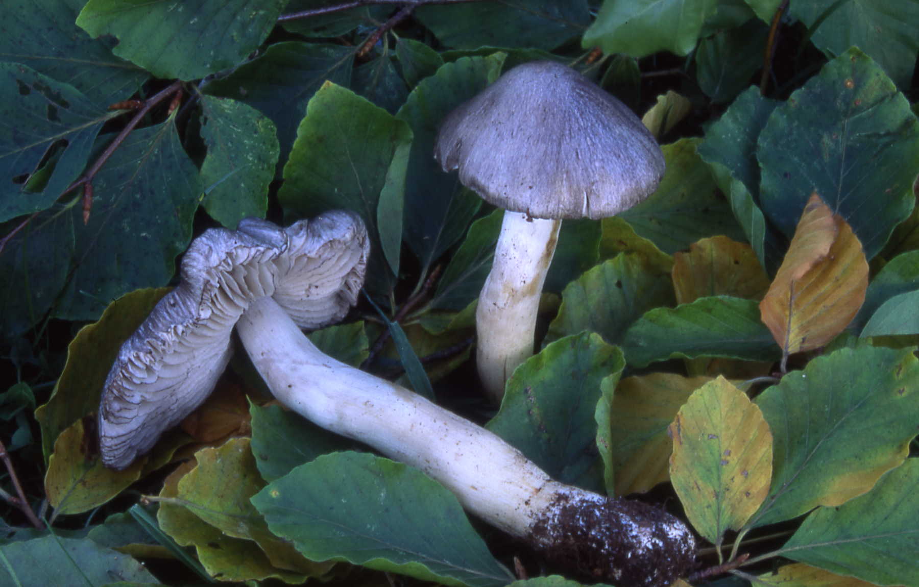 Tricholoma sciodes (Pers.) C.Martin