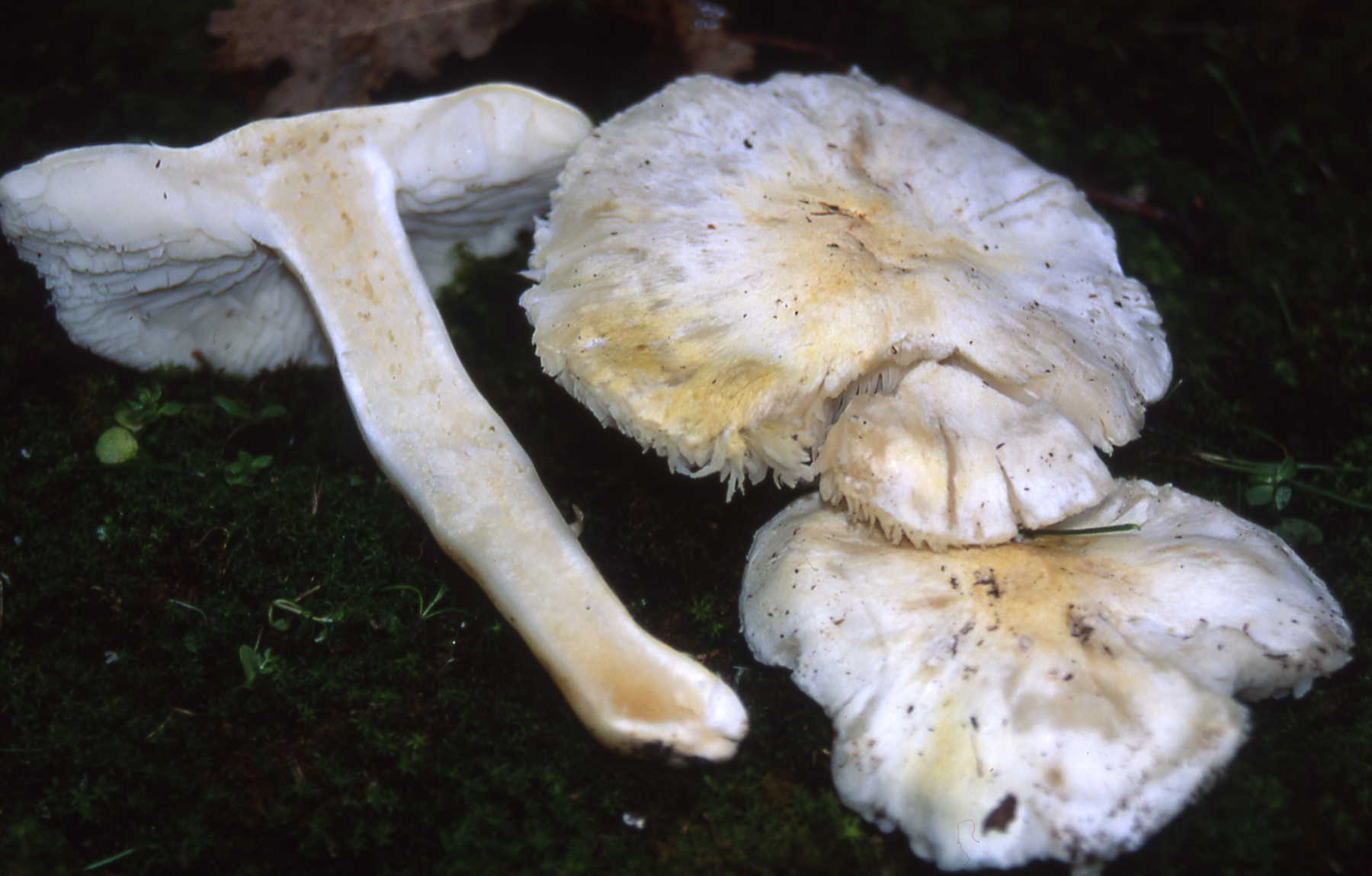 Tricholoma sejunctum f. alba