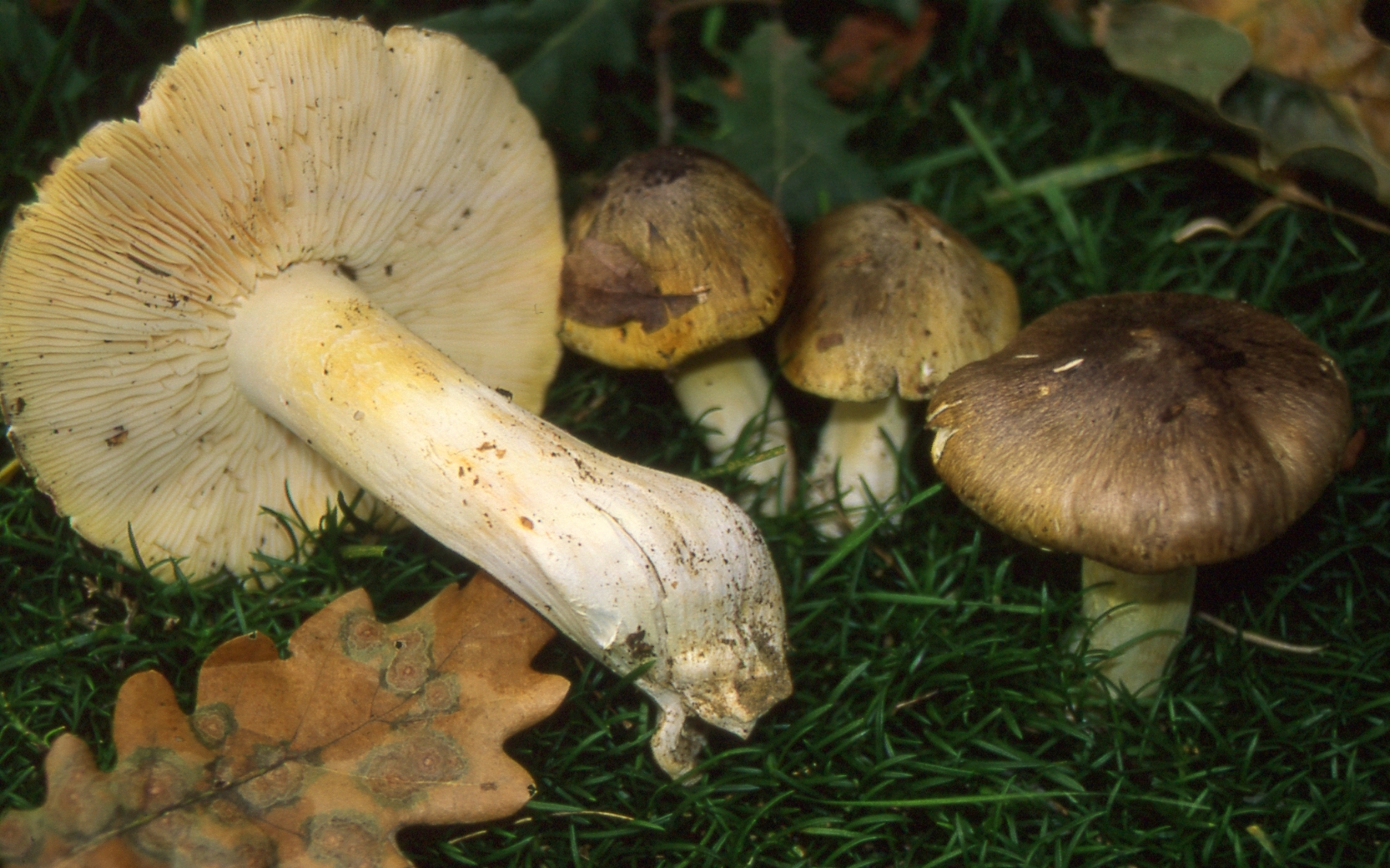 Tricholoma sejunctum (Sowerby : Fr.) Quél.