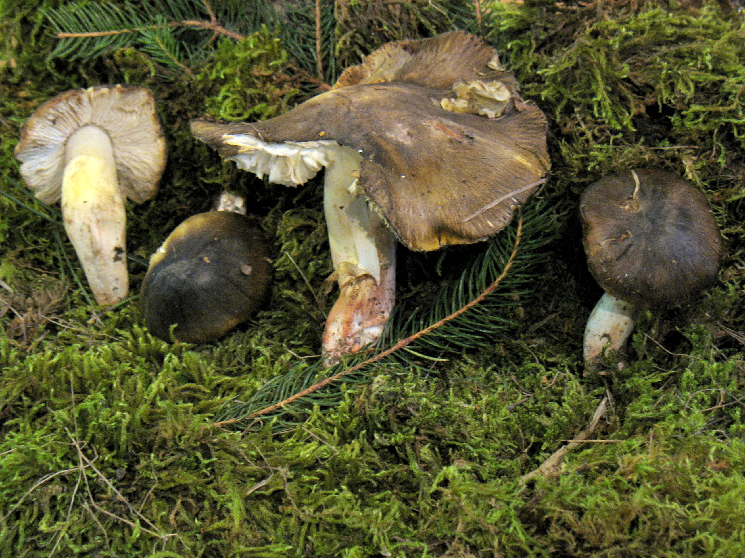 Tricholoma sejuntum v. coniferarum Bon