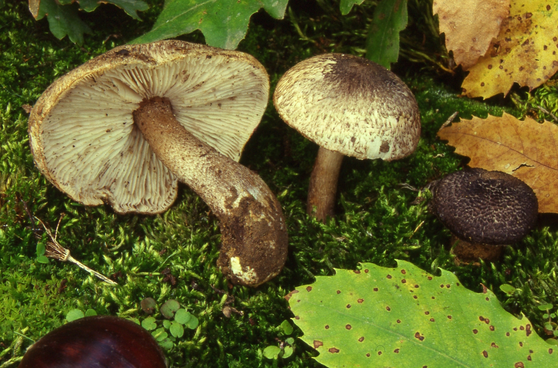 Tricholoma squarrulosum Bres.