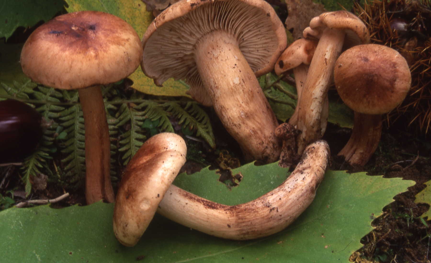 Tricholoma stans (Fr.) Sacc.