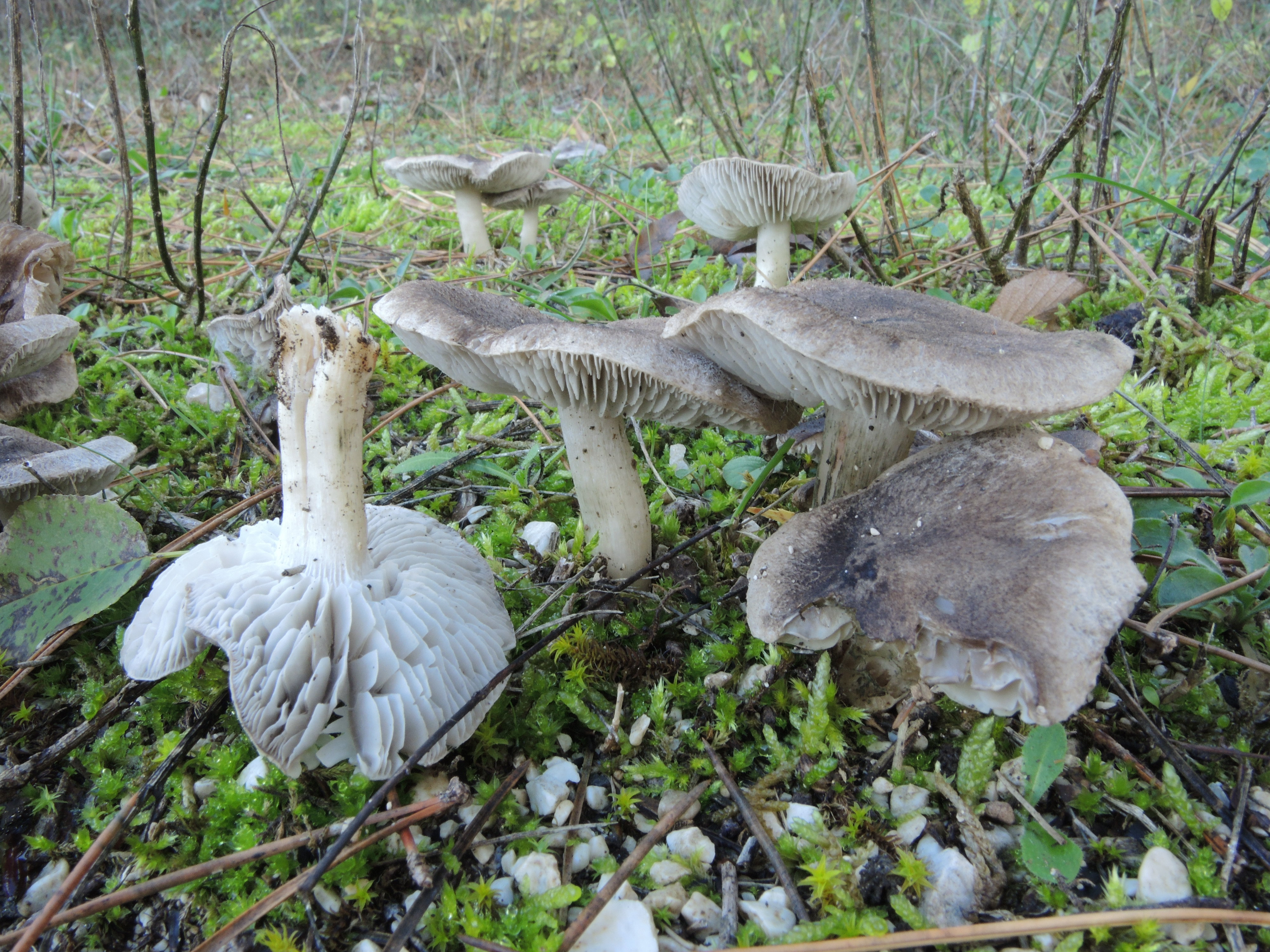 Tricholoma terreum (Schaeff.) P. Kumm.