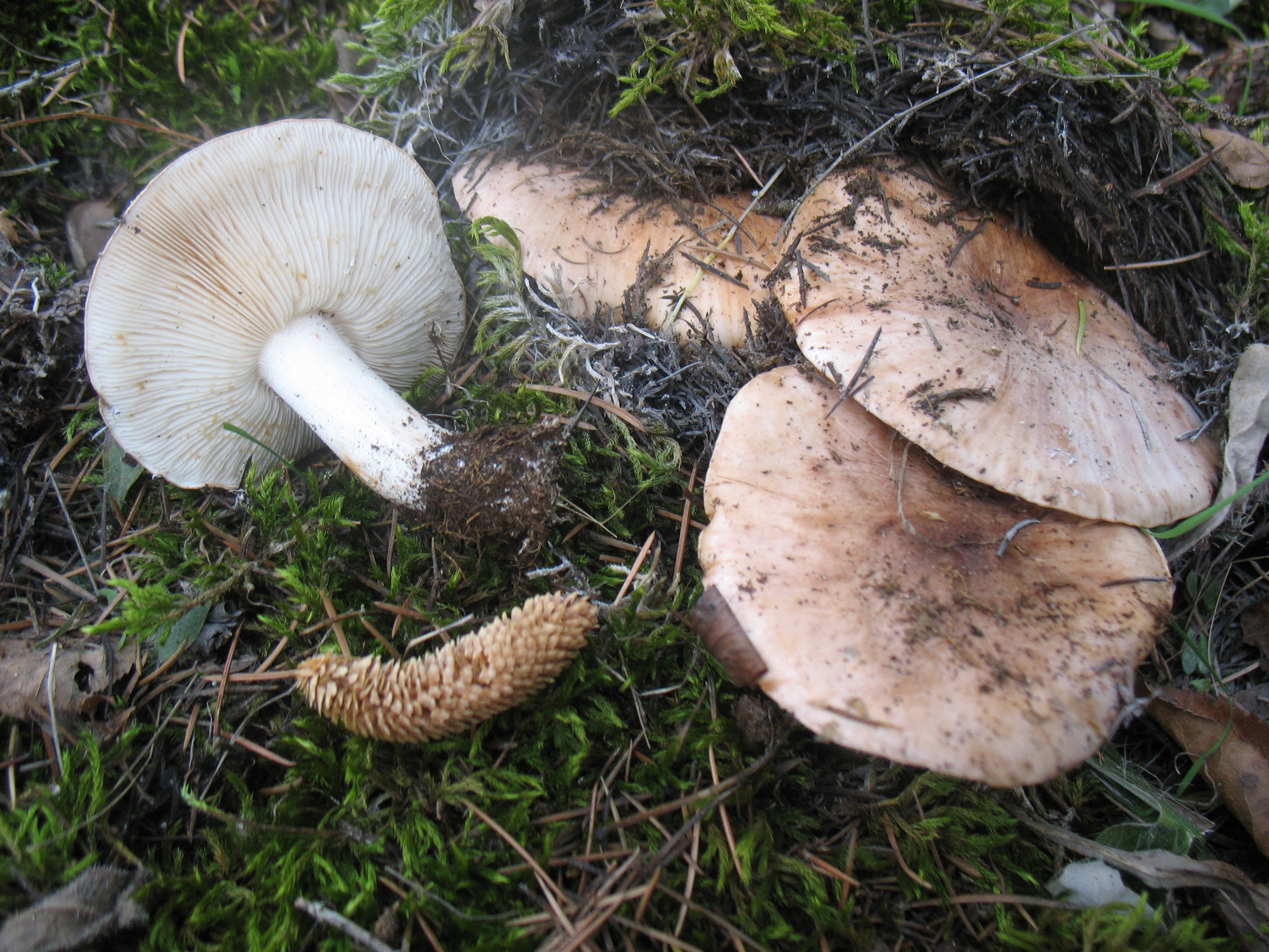 Tricholoma cedretorum (Bon) Riva = T.tridentinum v.cedretorum Bon