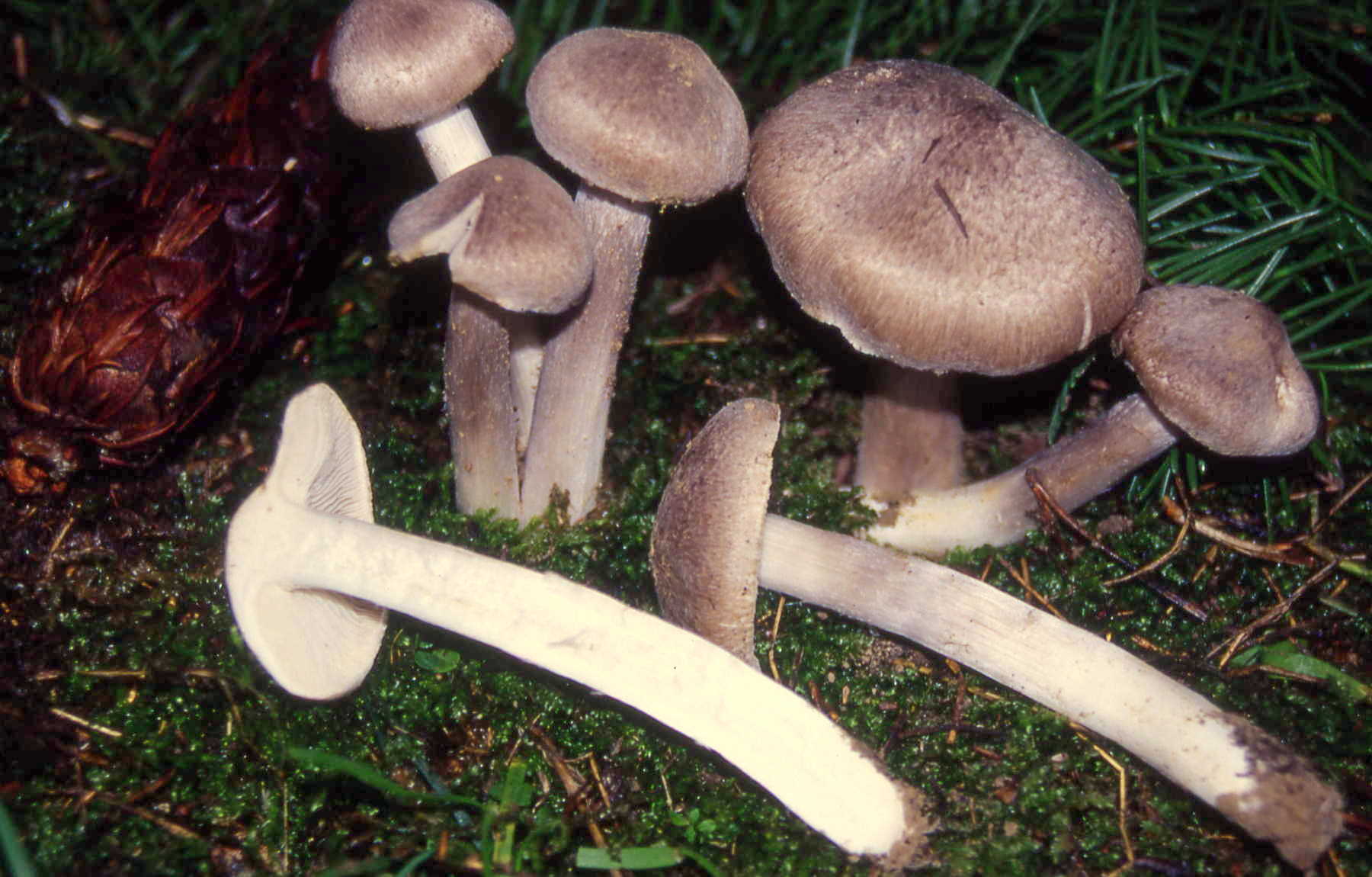 Tricholoma triste (Scop.: Fr.) Quélet