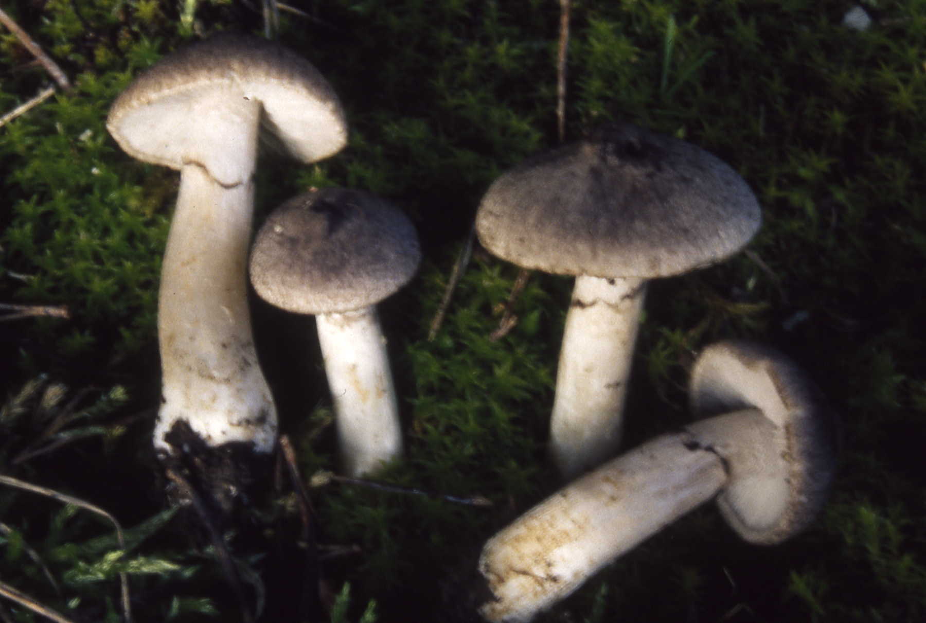 Tricholoma triste var.atrocinctum Romagnesi