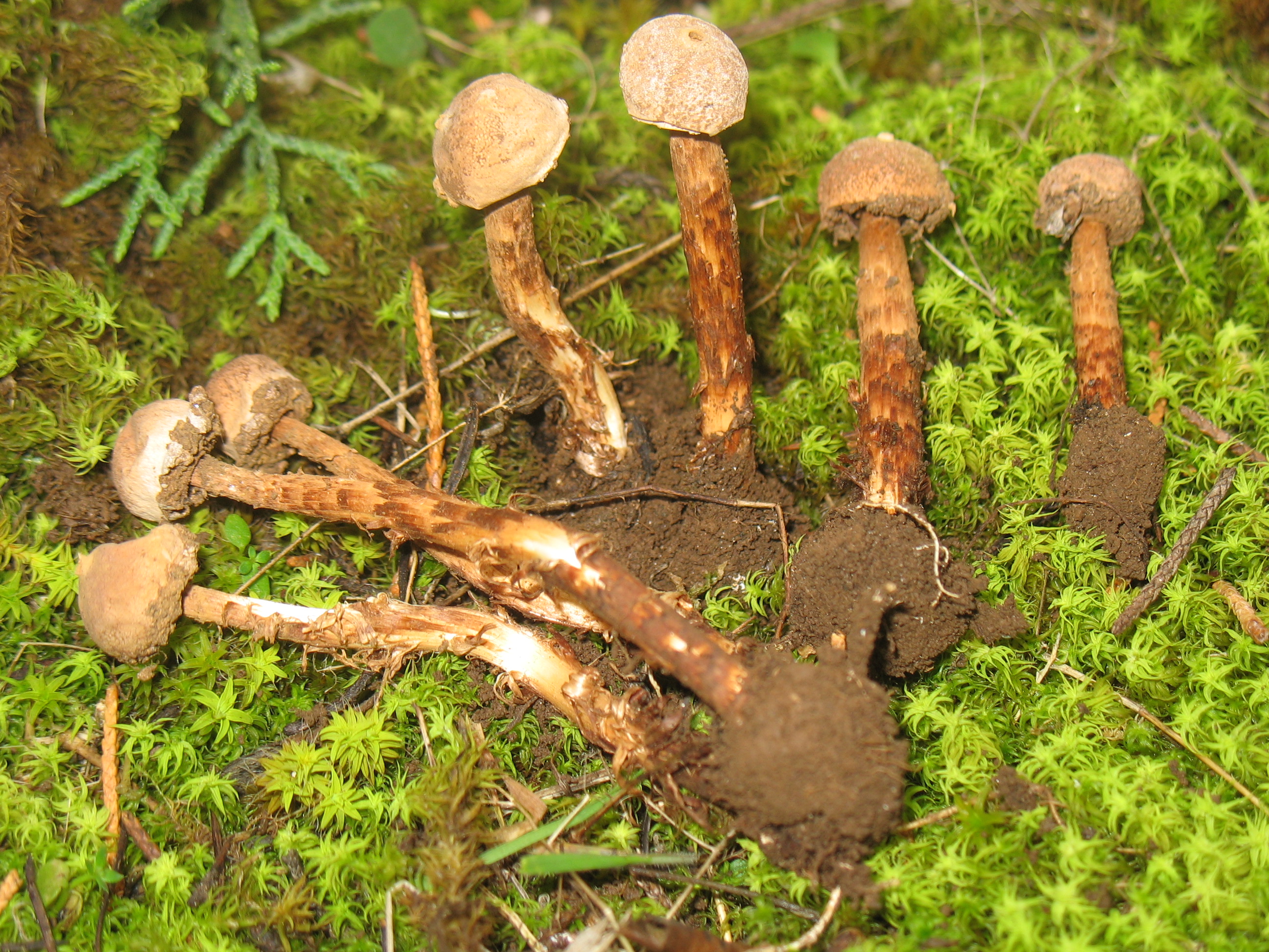 Tulostoma squamosum Pers.