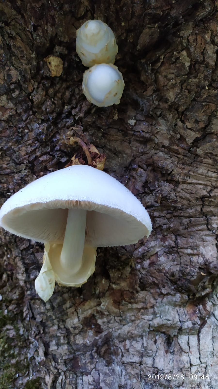Volvariella Bombycina (Schaeff. -Fr.) Singer