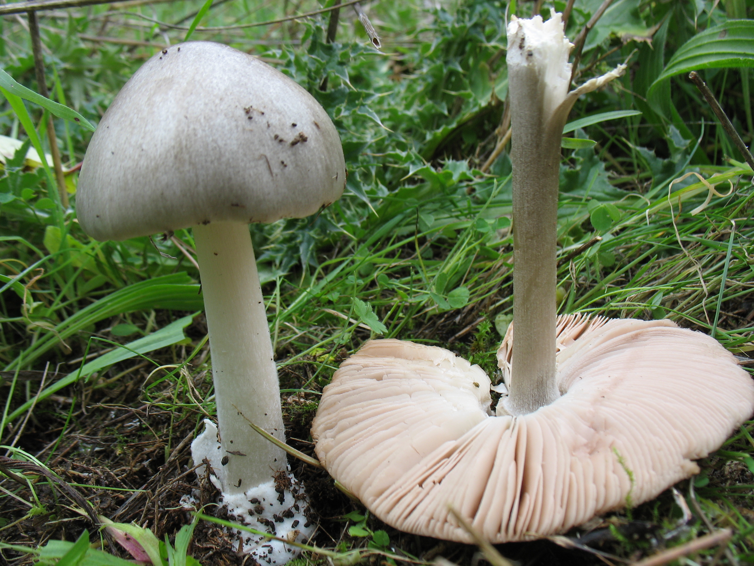 Volvariella gloiocephala (DC). Boekhout et Enderle