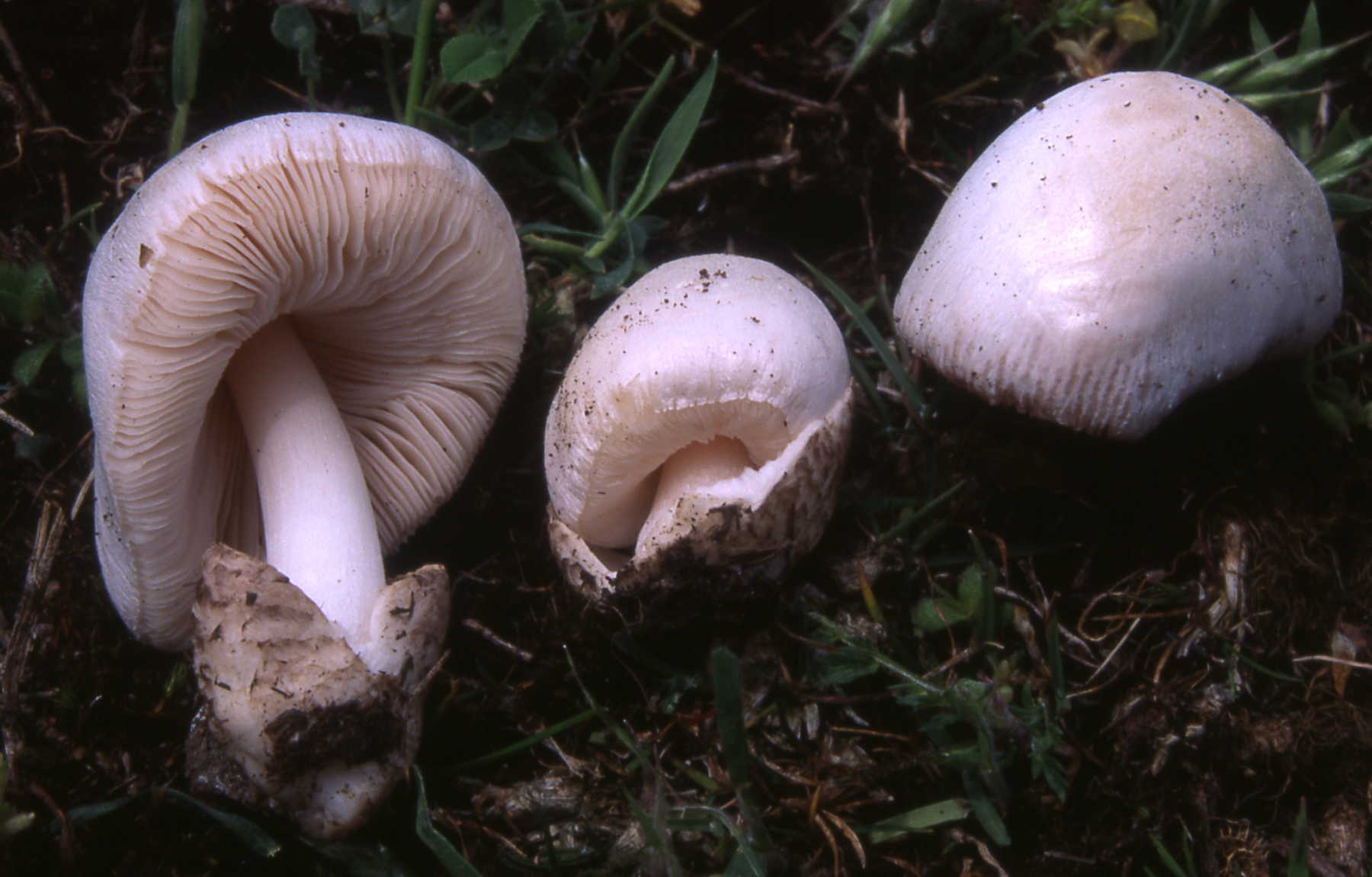 Volvariella hypopithys Fr.