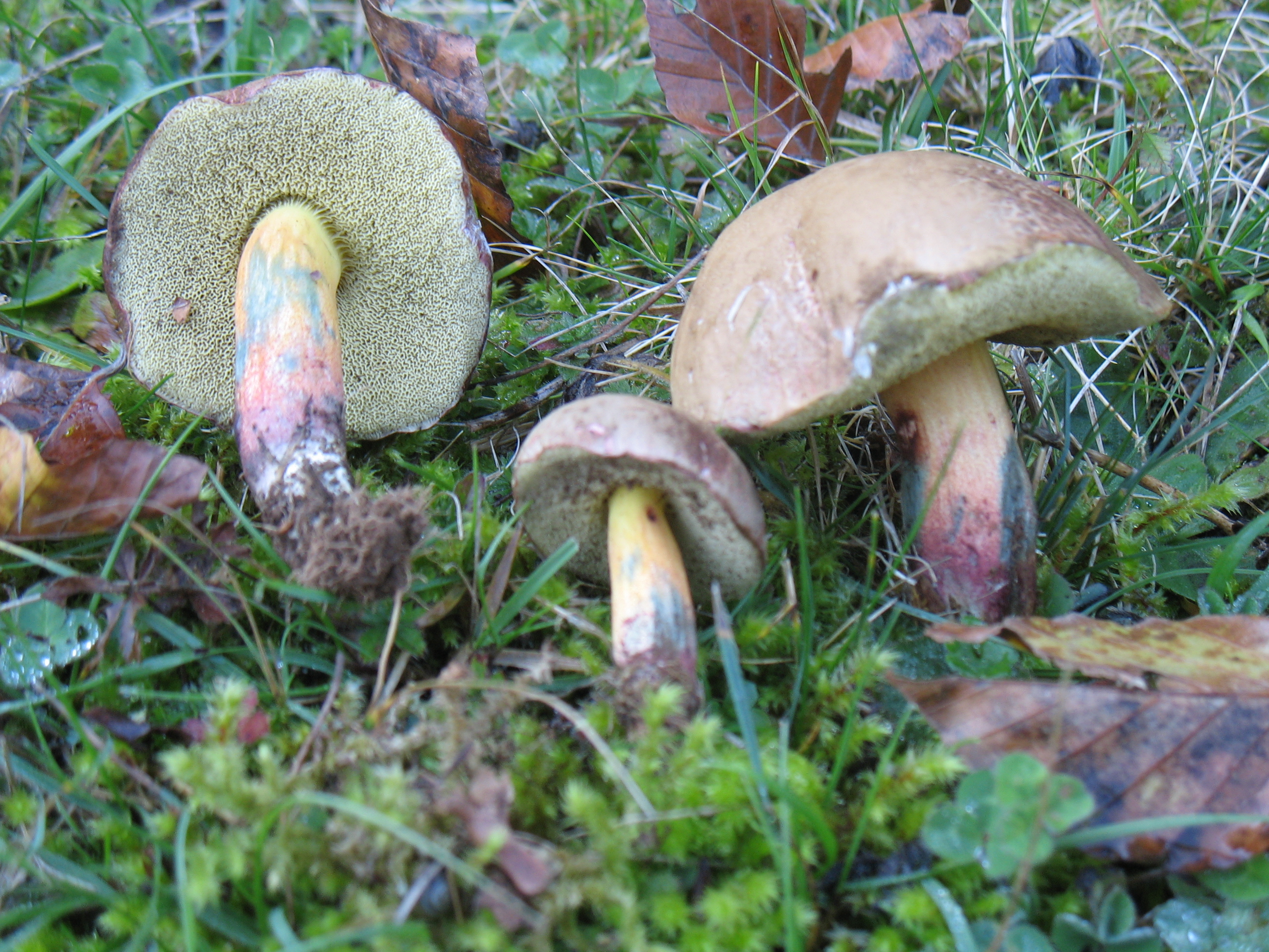 Xerocomus chrysenteron (Bull.) Quèl.