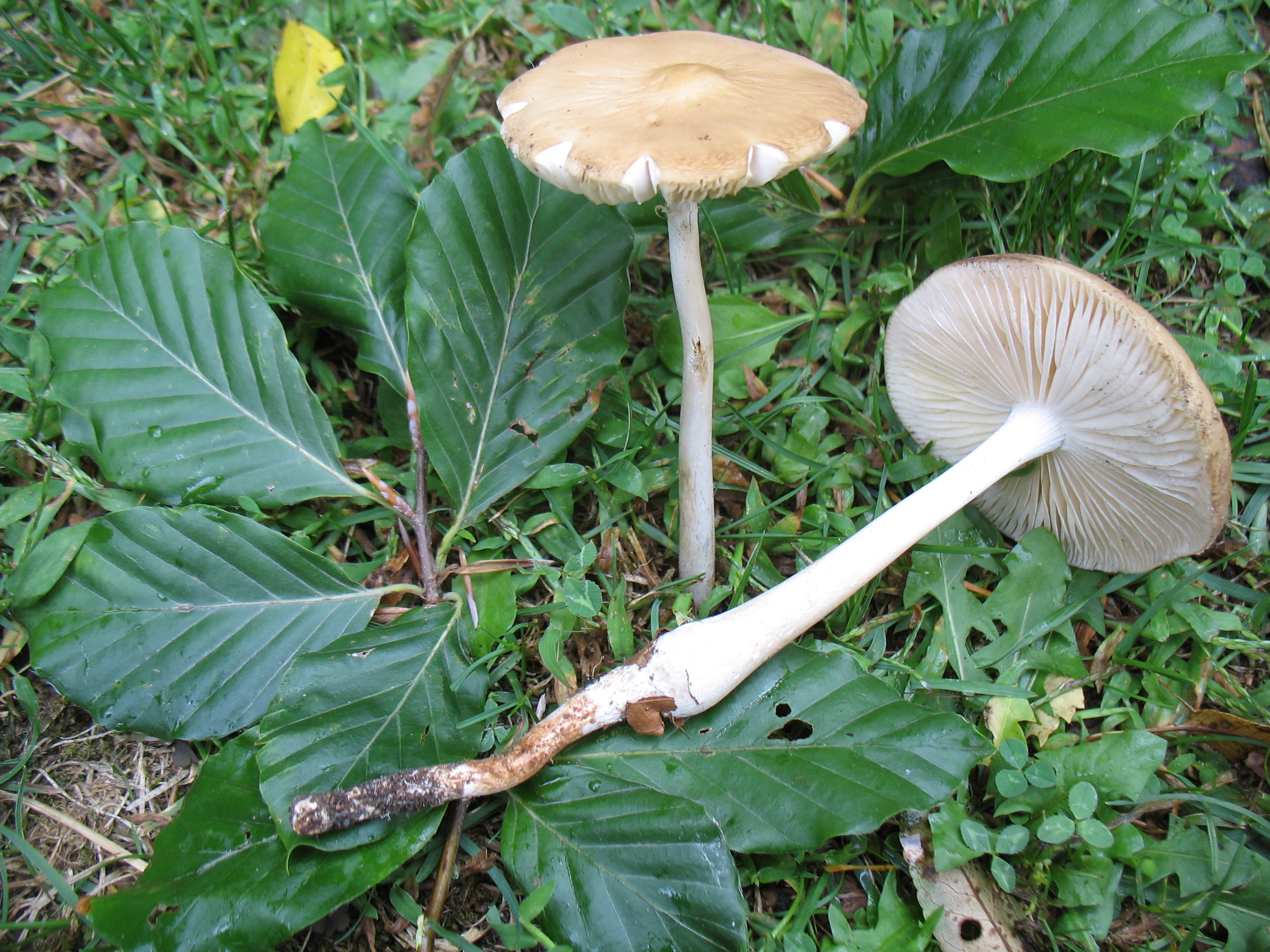 Xerula radicata (Relhan Fr.) Dörfelt = Collybia radicata Fr.