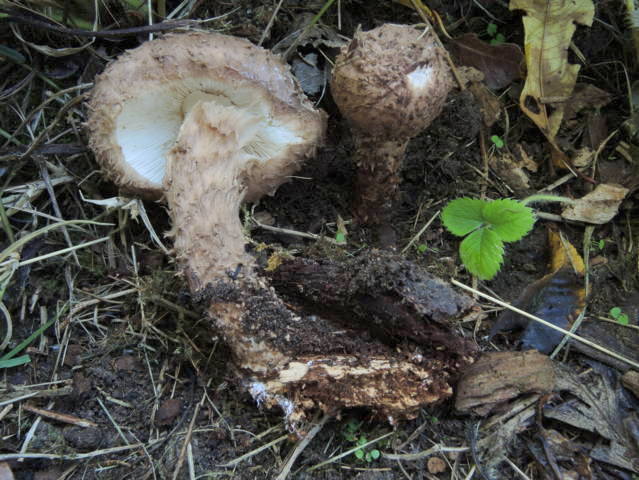 Lepiota calcicola