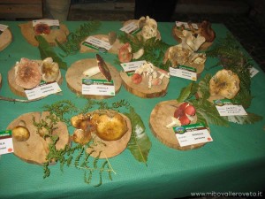 img_1294339582_313_lg
