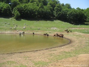 img_1294355253_239_lg