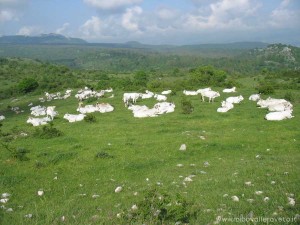 img_1294357383_610_lg