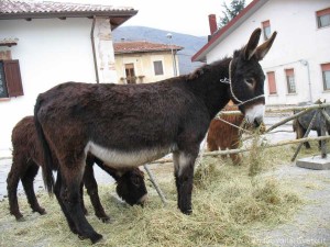img_1294408388_601_lg