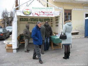 img_1294408441_183_lg