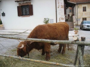 img_1294408549_829_lg