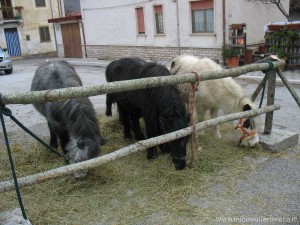 img_1294408612_325_lg