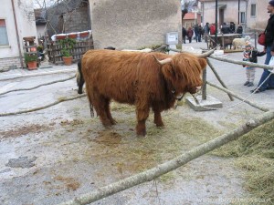 img_1294408679_294_lg