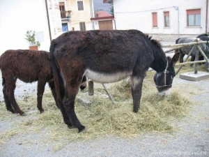 img_1294408743_585_lg