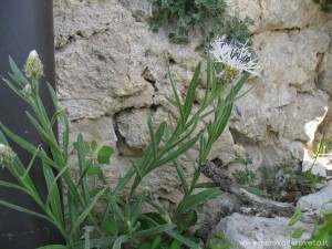 img_1294510801_733_lg