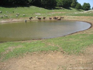 img_1294510996_488_lg