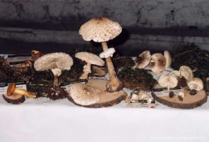 img_1294517537_585_lg