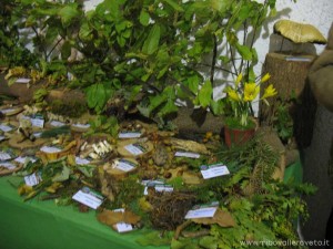 img_1294519247_50_lg