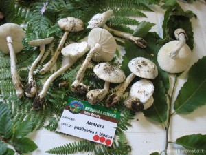 img_1295218931_796_lg