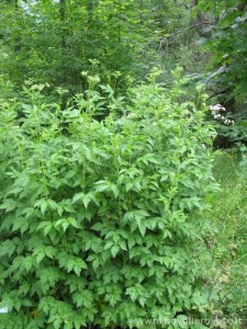 img_1295219200_303_lg