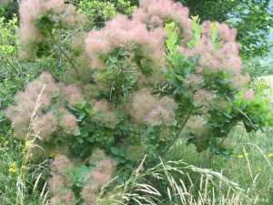 img_1295219647_983_lg