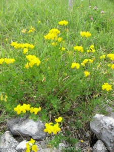 img_1295219789_974_lg
