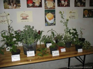img_1305628092_161_lg