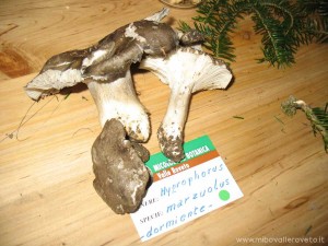 img_1305628490_279_lg