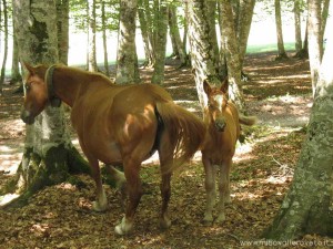 img_1311068701_571_lg