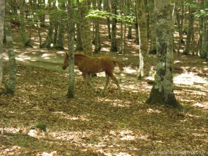 img_1311072991_312_lg