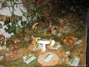 img_1319704183_788_lg