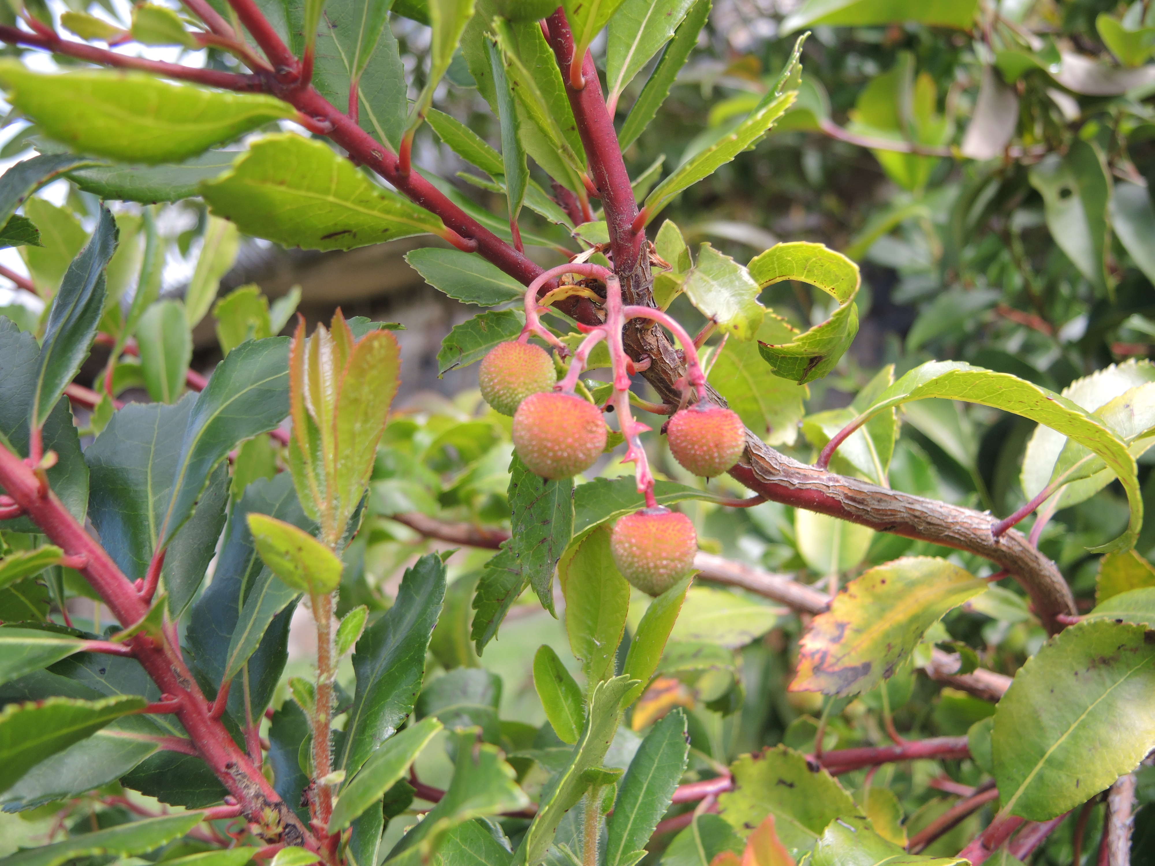 Arbutus unedo (corbezzolo)