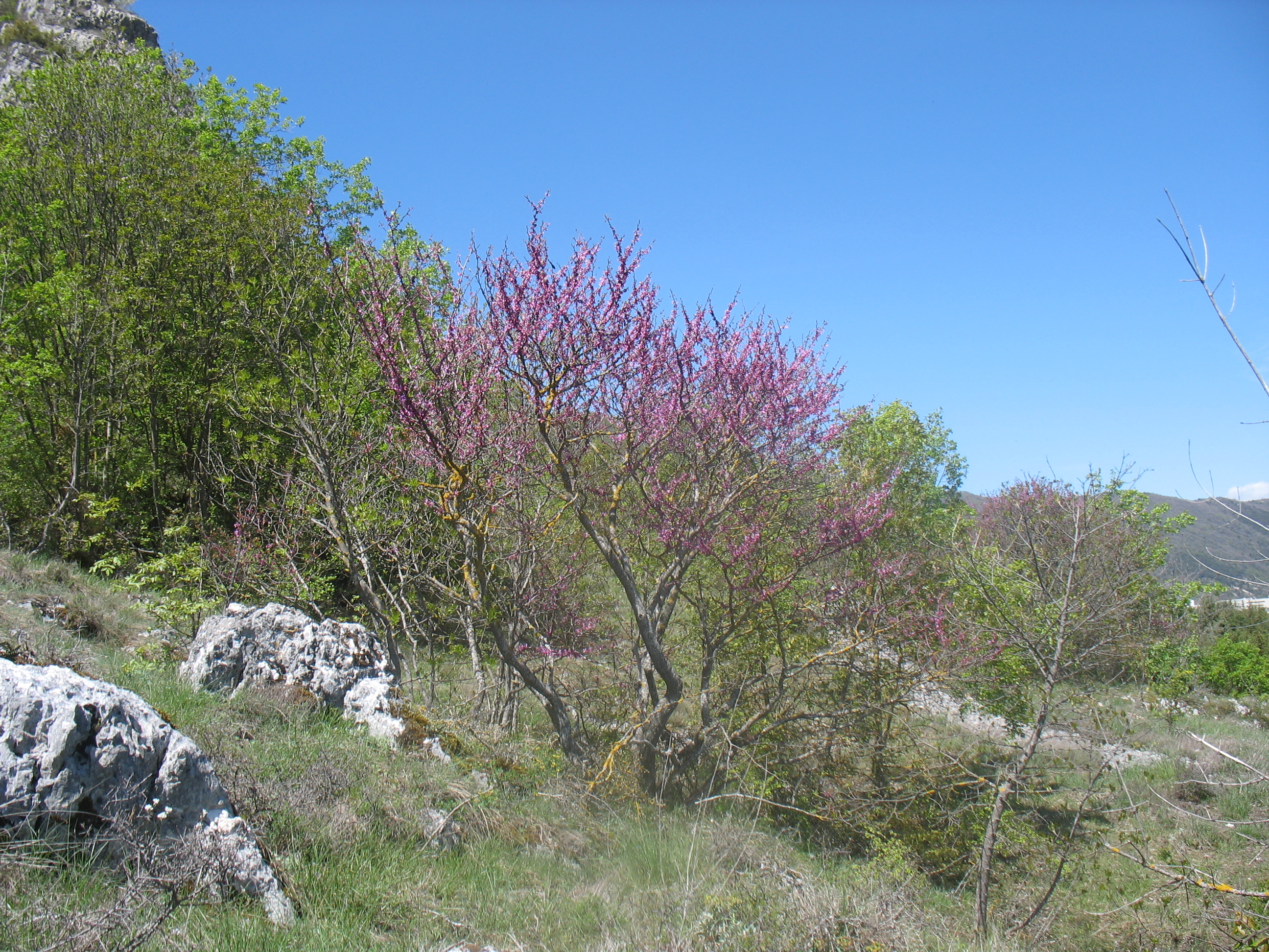 Cercis siliquastrum (albero di Giuda)