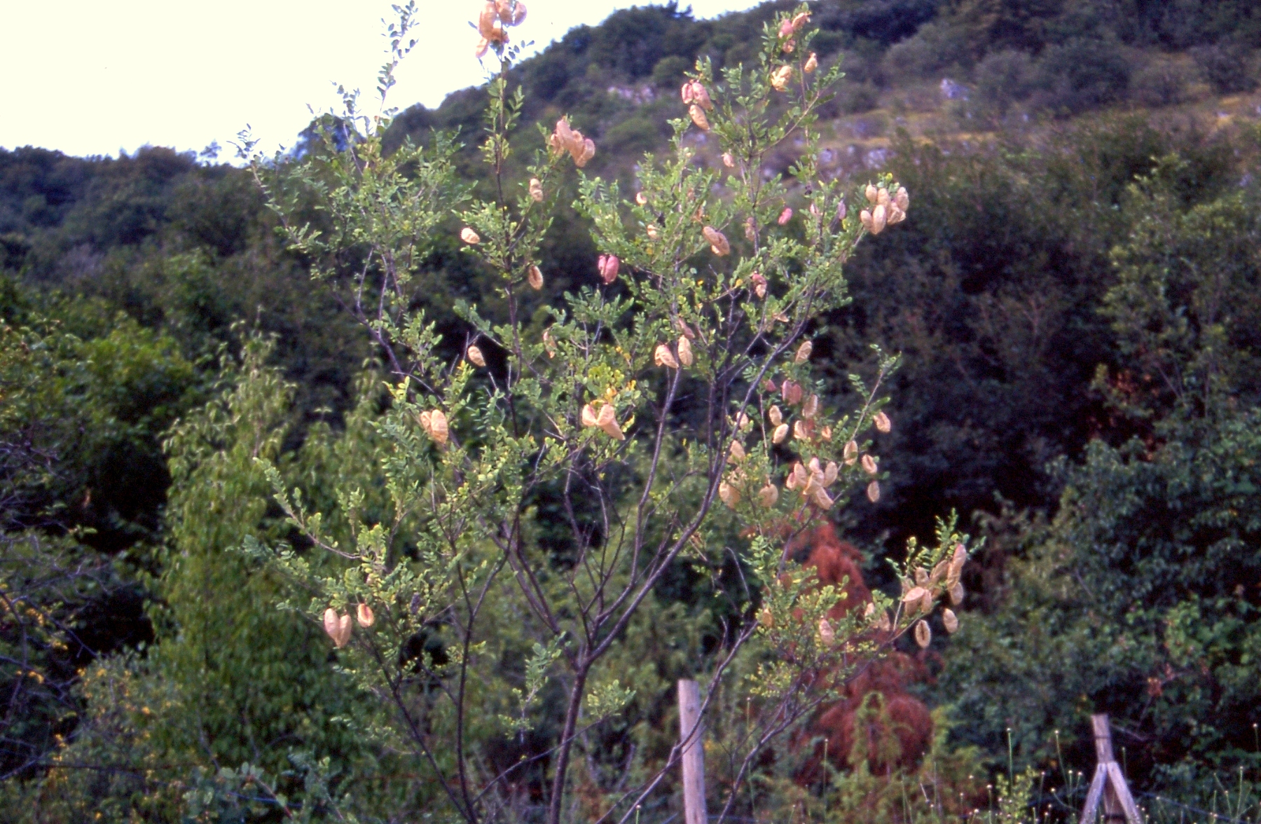 Colutea arborescens (erba vescicaria)