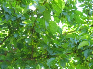 Cornus mas - f.to G.Curti (12)