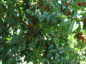 Cornus mas - f.to G.Curti (6)